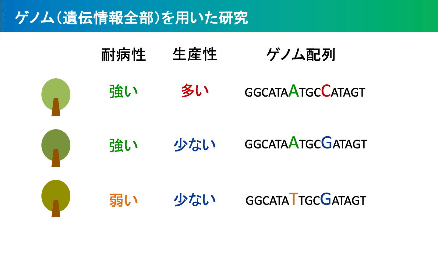 パラゴムノキのゲノム配列の研究資料